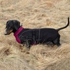 image:imageLelepet Dachshund Coat Waterproof Reflective Dog Coat for Small DogsPurple