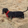 image:imageLelepet Dachshund Coat Waterproof Reflective Dog Coat for Small DogsRed