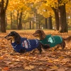 image:imageLelepet Dachshund Sweater with Hood Knit Dog Sweaters for Small Dogs XSXLNavy Blue