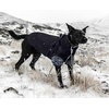 image:imageLelepet Dog Coat 3 in 1 Waterproof Dog Winter Jacket with Harness Built inBlack