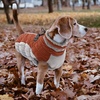 image:imageLelepet Dog Coat Warm Dog Winter Coat Waterproof Dogs Jacket with HarnessBrown