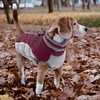 image:imageLelepet Dog Coat Warm Dog Winter Coat Waterproof Dogs Jacket with HarnessBurgundy