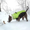 image:imageLelepet Dog Coat Warm Dog Winter Coat Waterproof Dogs Jacket with HarnessLime