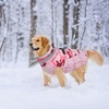 image:imageLelepet Dog Coat Warm Dog Winter Coat Waterproof Dogs Jacket with HarnessPink Camo