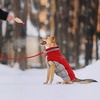 image:imageLelepet Dog Coat Warm Dog Winter Coat Waterproof Dogs Jacket with HarnessRed
