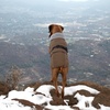 image:imageLelepet Dog Coat Waterproof Dog Jacket Fleece Vest with Adjustable BuckleBrown