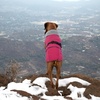 image:imageLelepet Dog Coat Waterproof Dog Jacket Fleece Vest with Adjustable BuckleRose Red
