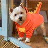 image:imageLelepet Dog Dinosaur Costume Large Dog Halloween Costume Warm Fleece HoodieOrange