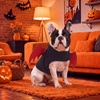 image:imageLelepet Dog Halloween Costume Bat Wing Halloween Pet Costume Black SBlack