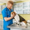 image:imageLelepet Dog Recovery Suit for Front Legs Dog Sleeve to Stop Licking Black LArmy Green