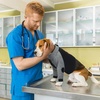 image:imageLelepet Dog Recovery Suit for Front Legs Dog Sleeve to Stop Licking Black LBlack