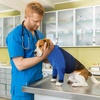 image:imageLelepet Dog Recovery Suit for Front Legs Dog Sleeve to Stop Licking Black LBlue