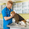 image:imageLelepet Dog Recovery Suit for Front Legs Dog Sleeve to Stop Licking Black LBrown
