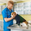 image:imageLelepet Dog Recovery Suit for Front Legs Dog Sleeve to Stop Licking Black LGreen
