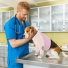 image:imageLelepet Dog Recovery Suit for Front Legs Dog Sleeve to Stop Licking Black LPurple