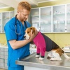 image:imageLelepet Dog Recovery Suit for Front Legs Dog Sleeve to Stop Licking Black LRose Red