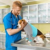 image:imageLelepet Dog Recovery Suit for Front Legs Dog Sleeve to Stop Licking Black LSky Blue