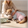 image:imageLelepet Dog Suit for Surgery Recovery Full Body Anti Licking Dog OnesiePink