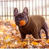image:imageLelepet Dog Sweater for Medium Dogs Turtleneck Cable Knit Fall Sweatshirt MCoffee Brown