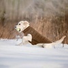 image:imageLelepet Reversible Dog Coat Windproof Dog Puffer Jacket Lightweight VestBrown