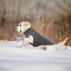 image:imageLelepet Reversible Dog Coat Windproof Dog Puffer Jacket Lightweight VestGray